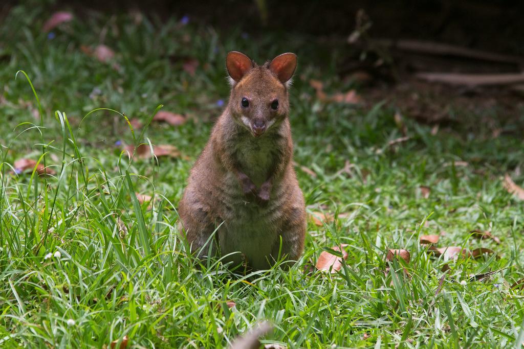 Crater Lakes Rainforest Cottages Yungaburra Exterior foto